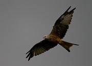 red kite08